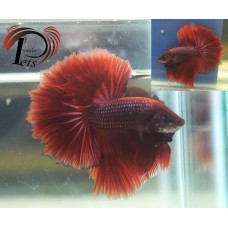PMAY 2081